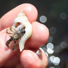 Hairy hermit crab - look for white band on walking legs.