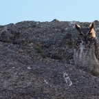 Things Unseen – Great Horned Owls