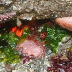 Snapshot – Orange Sea Cucumber