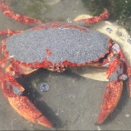 Spring Snapshot – Red Rock Crab