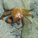 Snapshot – Northern Kelp Crab